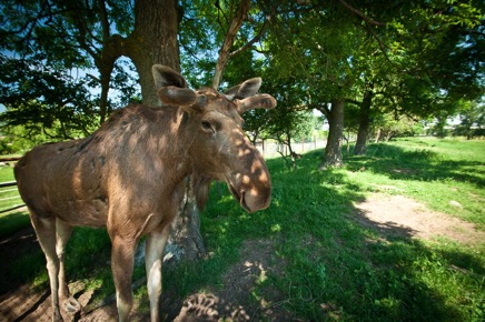 Hörnet-Photographie-Elchfarm (1 von 15).jpg