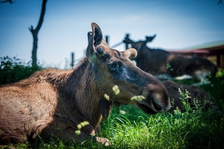 Hörnet-Photographie-Elchfarm (9 von 15).jpg