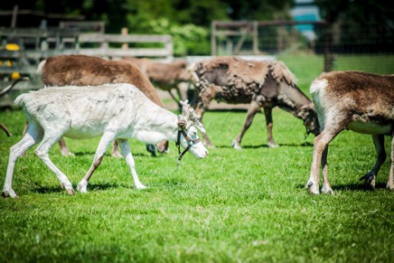 Hörnet-Photographie-Elchfarm (11 von 15).jpg