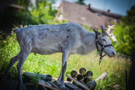 Hörnet-Photographie-Elchfarm (13 von 15).jpg